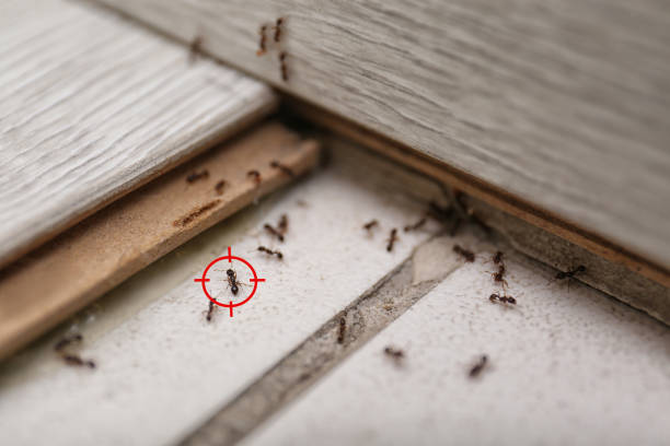 Best Pest Control for Businesses  in Poquoson, VA