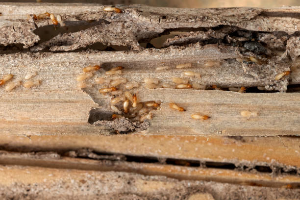 Best Best Pest Control Companies  in Poquoson, VA